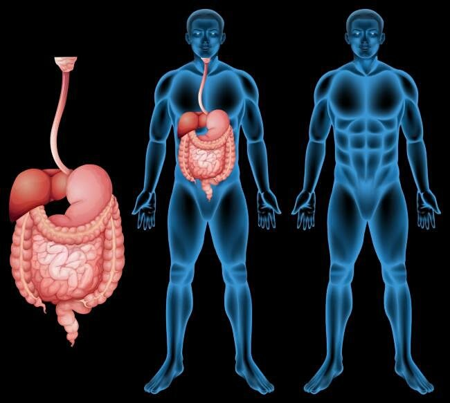 Fatty Liver and Pain