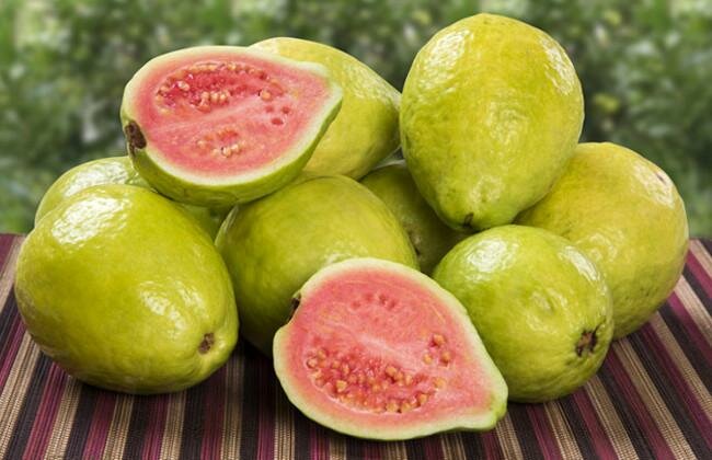 Guava Plant Care